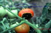 Hidroponia Blossom End Rot En Tomate (14 Diapositivas)