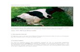 Hipocalcemia en vacas lecheras 2