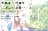 Cafe Gano Excel: Beneficios de Ganoderma Lucidum