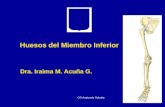 11.) Huesos del Miembro Inferior - Prof. Iraima Acuña