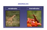 Ppt Animales Vertebrados e Invertebrados