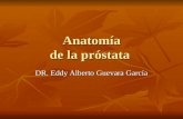 Anatomía prostata