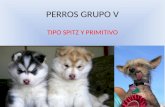 PERROS GRUPO V (Spitz y Primitivos)
