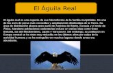 Power Point(Aguila Real)