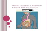 Los órganos que conforman el sistema digestivo y su Función