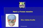 1.) Cavidad Nasal, Nasofaringe - Prof. Iraima Acuña