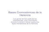 2-Bases Cromosomicas de La Herencia_ppt
