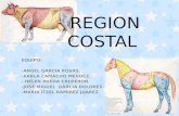 Region Costal