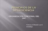 Principios de La Neurociencia