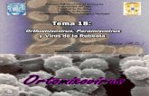 TEMA 18 Orthomixovirus Paramixovirus y Virus de La Rubeola