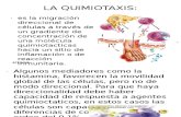La Quimiotaxis