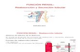 4 Función Renal-Reabsorción y secreción tubular