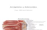 Amígdalas y Adenoides