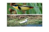 Aves en Lago Villarrica registradas por Victor Durán Rivera