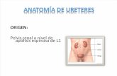 Anatomía de ureteres