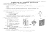 Anatomía del aparato locomotor (Quiromasaje)