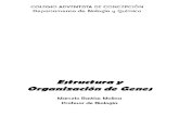 03 Estructura Genes (Ppt)