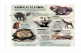 Animales de Africa