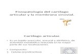 Fisiopatología del cartílago articular