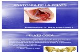 Anatomia Pelvis