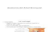Anatomía del Árbol Bronquial