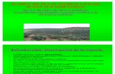 El cultivo del olivo en Andalucía