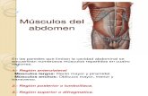 Músculos del abdomen