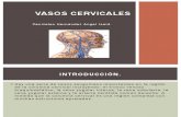Vasos Cervicales