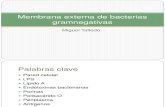 Clase04-Membrana Externa de Bacterias Gramnegativas