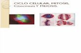 Ciclo Celular, Mitosis, Citocinesis y Meiosis
