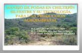 6.- Manejo de Podas de Chiltepin Silvestre - Copia