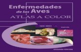 92635006 Atlas Enfermedades de Las Aves