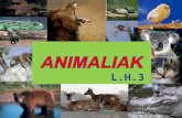 00-ANIMALIAK - LH3