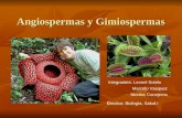 Evolucion Gimnospermas y Angiospermas
