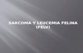 Sarcoma y Leucemia Felina