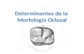 Oclusion_determimantes de La Morf Version Final
