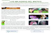 Matico planta originaria de Chile y sus beneficios.