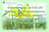 Experiencias de Uso de Hongos Entomopatógenos y Antagonistas en los Cultivos Intensivos del Norte de Perú