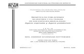 GENÉTICA DE POBLACIONES SILVESTRES Y CULTIVADAS DE DOS ESPECIES MEZCALERAS: Agave cupreata y Agave potatorum  - Scheinvar_2008
