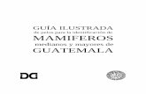 Guía Ilustrada de Pelos para la Identificación de Mamíferos Medianos y Mayores de Guatemala