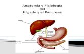 Presentacion Del Higado y El Pancreas