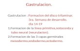 Gastrulacion,Disco Germintaivo Trilaminar, Formacion de La Notocorda