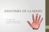 Tema 9 Anatomia de La Mano i