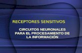 CIRCUITOS NEURONALES PARA EL PROCESAMIENTO DE LA INFORMACIÓN