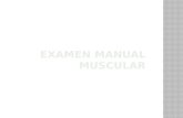 Examen Manual Muscular