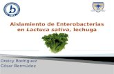 Aislamiento de Enterobacterias en Lactuca Sativa, Lechuga