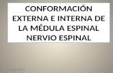 Medula y Nervio Espinal