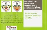 Nutrición de Iguana Verde y Coatis
