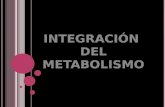 integracion metabolica
