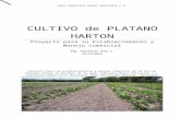 CULTIVO  DE  PLÁTANO  HARTÓN  EN  EL  HATO  NUEVO  HORIZONTE